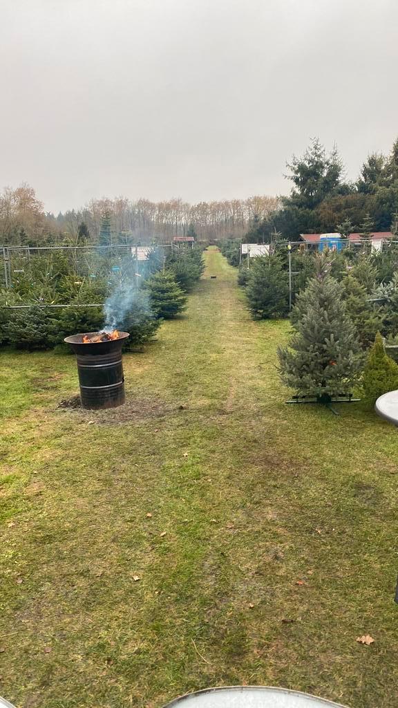 Mooie verse kerstbomen van eigen kwekerij, Tuin en Terras, Planten | Bomen, Overige soorten, 100 tot 250 cm, Volle zon, Zomer