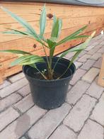 palmbomen trachycarpus fortunei, Tuin en Terras, Ophalen, Overige soorten, Volle zon