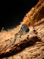 Zilveren Zegelring Handgemaakt, 19 tot 20, Nieuw, Ophalen of Verzenden, Dame of Heer