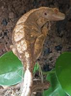 Wimpergekko vrouw, Dieren en Toebehoren, Reptielen en Amfibieën, Hagedis, Tam, 3 tot 6 jaar