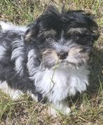 schattige   bichon havanezer puppys, België, Particulier, Rabiës (hondsdolheid), Overige rassen