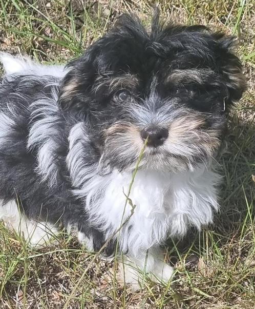 schattige   bichon havanezer puppys, Dieren en Toebehoren, Honden | Chihuahua's en Gezelschapshonden, Meerdere dieren, Overige rassen
