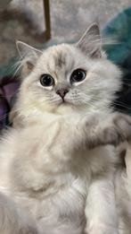 Raskat grijs wit, Dieren en Toebehoren, Katten en Kittens | Raskatten | Langhaar, Poes, Ingeënt