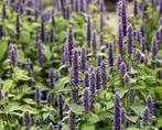 Agastache Bleu Fortune in een P9 pot., Vaste plant, Halfschaduw, Zomer, Ophalen