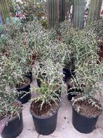 Euphorbia Stenoclada Baill uit Madagaskar in potmaat 24cm, Overige soorten, Ophalen of Verzenden, In pot, Minder dan 100 cm
