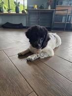 Friese stabij pup teefje, 15 weken tot 1 jaar, Overige rassen, CDV (hondenziekte), Teef