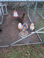 Trio zijdehoenders, Dieren en Toebehoren, Meerdere dieren, Kip