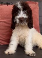 Cockapoo pups mogen het nest verlaten️, Dieren en Toebehoren, Overige rassen, CDV (hondenziekte), 8 tot 15 weken, Meerdere