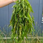 gevraagd zuurstofplanten voor in de vijver, Tuin en Terras, Vijvers, Ophalen
