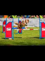 Red Merle Tan Border Collie (DEKREU), Dieren en Toebehoren, Honden | Dekreuen, Rabiës (hondsdolheid), Reu, 1 tot 2 jaar, Eén hond