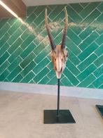 Skull, Huis en Inrichting, Woonaccessoires | Overige, Ophalen, Gebruikt