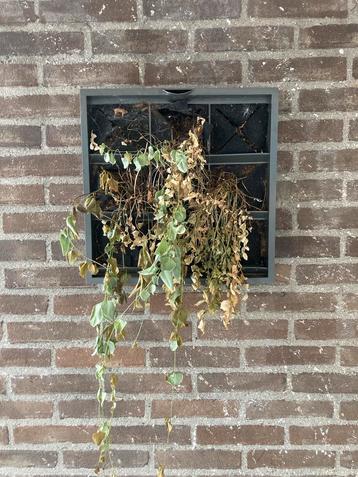 Verticale plantenbak - Wanddecoratie beschikbaar voor biedingen
