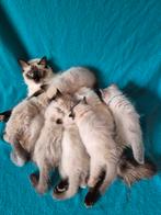 Ragdoll kittens, Dieren en Toebehoren, Katten en Kittens | Raskatten | Langhaar, Meerdere dieren, Ontwormd, 0 tot 2 jaar