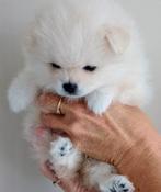 Pomeranian/ Pomeriaan / bearface, Dieren en Toebehoren, Keeshond, CDV (hondenziekte), 8 tot 15 weken, Meerdere