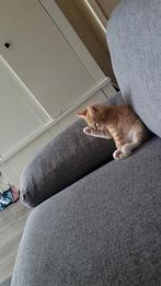 Drukke kater 8/9 weken oud, Dieren en Toebehoren, Katten en Kittens | Raskatten | Korthaar