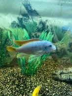 Malawi cichliden, Vis, Zoetwatervis, Schoolvis