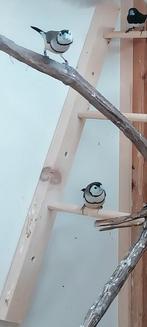 Bichenow astrildes, Dieren en Toebehoren, Vogels | Overige Vogels, Meerdere dieren