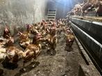 Legkippen, Dieren en Toebehoren, Overige Dieren, Oktober, Meerdere dieren