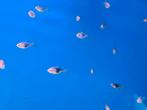 Rasbora Heteromorpha Black - Kegelvlekje Gold - Koidreams, Vis, Zoetwatervis