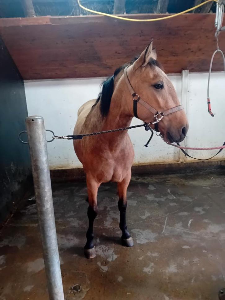 3.5 jarige Spaanse lutiano  merrie, Dieren en Toebehoren, Paarden en Pony's | Overige Paardenspullen, Springen, Ophalen of Verzenden