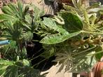 Gratis 2 vingerplanten, Tuin en Terras, Ophalen, Zomer, Overige soorten, Volle zon