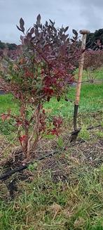 Blauwe bessen struiken - Opruiming! 7,50/stuk - 10 voor 65, Tuin en Terras, Planten | Struiken en Hagen, Ophalen, Overige soorten