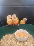 Pyrrhura's tam, Dieren en Toebehoren, Vogels | Parkieten en Papegaaien, Geslacht onbekend, Parkiet, Tam