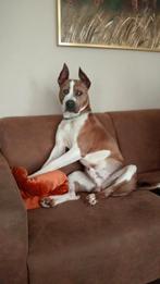 Amerikaanse Stafford, Reu, CDV (hondenziekte), 1 tot 2 jaar, Eén hond
