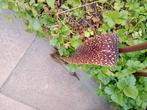 Vodoo lelie, Tuin en Terras, Bloembollen en Zaden, Ophalen, Voorjaar, Volle zon, Bloembol