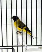 Te koop Zwatkopsijs Man, Mannelijk, Wildzangvogel, Geringd