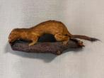 Opgezet wezeltje taxidermie meer dan 50jaar oud, Dieren en Toebehoren, Januari, Mannelijk