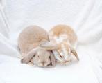 ❤️🩷 PRACHTIG MOOIE RASZUIVER MINILOP SWEETTEDDY KOPPELTJE, Meerdere dieren, Dwerg