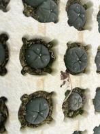 Cactus Lophophora Williamsii 128 per tray geworteld 1,5-2cm, Ophalen of Verzenden, Minder dan 100 cm, Bloeiende kamerplant, Volle zon