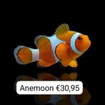 Zeeaquarium vissen, Dieren en Toebehoren, Vissen | Aquariumvissen, Vis, Zoutwatervis