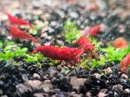 Vuur/Cherry Red Garnaaltjes, Neocaridina, verzenden mogelijk, Kreeft, Krab of Garnaal, Zoetwatervis