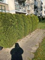 Thuja’s, Ophalen, Overige soorten, 100 tot 250 cm