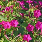 zaden mirabilis jalapa, nachtschone, Ophalen of Verzenden, Voorjaar, Zaad, Volle zon