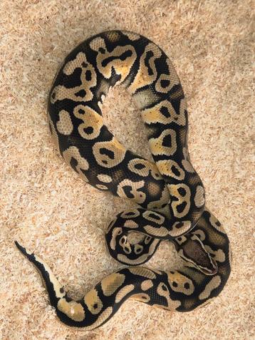 1.0 Pastel Hurrican Het Desert Ghost  beschikbaar voor biedingen