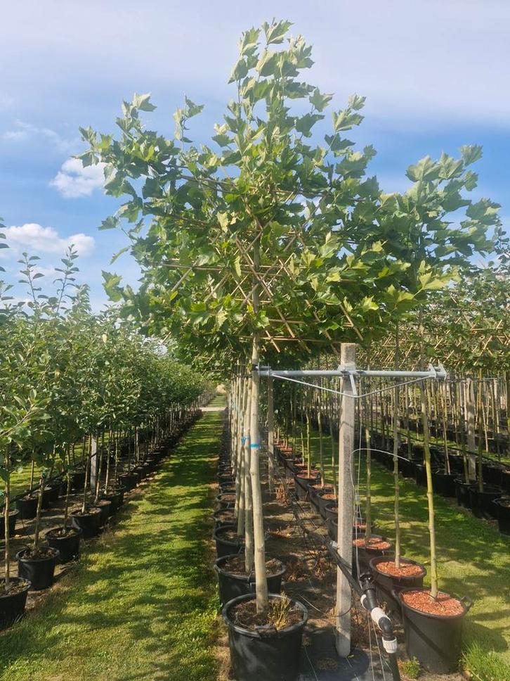 Platanus Leiboom - Prachtige boom, Tuin en Terras, Planten | Bomen, Dakboom, 100 tot 250 cm, Volle zon, Bloeit niet, In pot, Ophalen of Verzenden