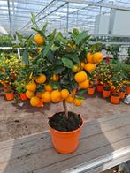 Citrus Calamondin
Vol met vruchten!, Ophalen, Zomer, Overige soorten, Volle zon
