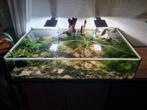 Uniek (open) aquarium incl. 500 garnalen, Dieren en Toebehoren, Ophalen, Zo goed als nieuw, Gevuld zoetwateraquarium