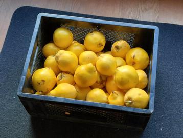 Kratje Kweeperen - Vers geplukt! beschikbaar voor biedingen