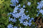 Gezocht plumbago, Ophalen of Verzenden