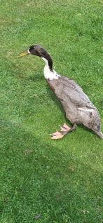 Grijze Indische loopeend, Dieren en Toebehoren, Pluimvee, Mannelijk, Eend