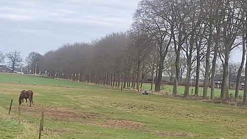 Paardenwei te huur Loenen, Dieren en Toebehoren, Stalling en Weidegang, 2 of 3 paarden of pony's