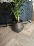 Bloempotten / kamerplant, Tuin en Terras, Bloempotten, Rond, Binnen, Ophalen of Verzenden, Zo goed als nieuw