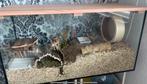 Volglas aquarium/terrarium, Dieren en Toebehoren, Ophalen, Zo goed als nieuw, Terrarium of Paludarium