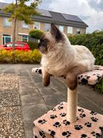 Ragdoll kitten te koop, Kater, 0 tot 2 jaar