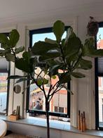 Ficus Lyrata (Tabaksplant) - 240cm incl. pot, Ophalen, Ficus, 200 cm of meer, Halfschaduw