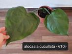 2x Alocasia cucullata (green on green variegata), Overige soorten, Minder dan 100 cm, Ophalen of Verzenden, Halfschaduw